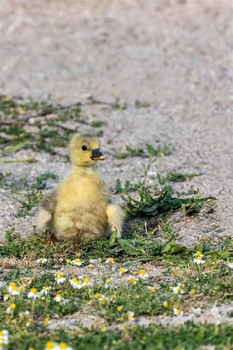 A Cute Baby Ducks Walking On The Grass Near To The Lake Stock Photo