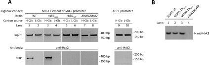 A Wild Type WT W303 1A The Mutant Strains W303 1Awca And