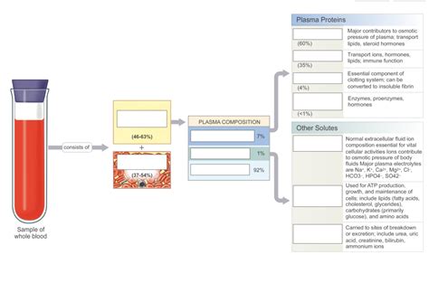 COMPOSITION OF WHOLE BLOOD Diagram Quizlet