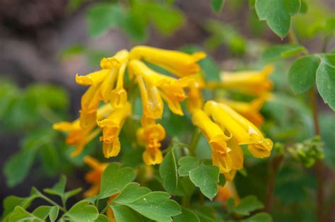 10 Best Flowering Plants That Deer Will Not Eat