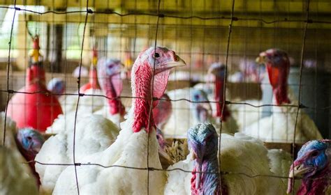 Us Poultry Farms Reduce Avian Flu Outbreaks As Usda Begins Vaccine