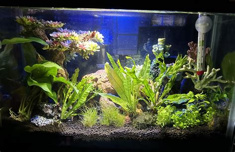 Any suggestions for a beginner to planted tanks? : r/PlantedTank