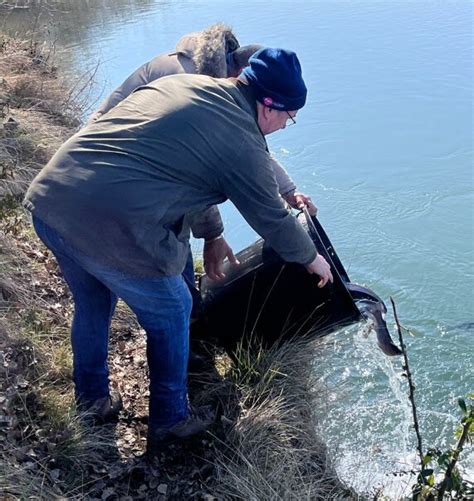 Sisteron 800 kilos de truites arc en ciel attendent les pêcheurs dès