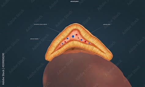 The Adrenal Glands Produce Corticosteroid Hormon And Epinephrine Which