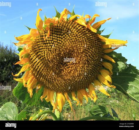 Sunflower Seed Head Sunflowers Oil Producing Plant Flower Seeds