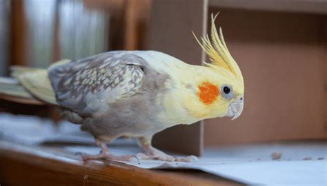 Calopsita Dicas Para Cuidar Desse Pet Saiba Mais Vamos Pet