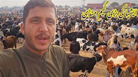 Asia Ki Sabse Badi Gair Mandi Jyada Dudh Dene Wali Gay Australian Friesian Jersey Sahi Wali