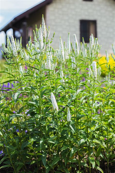 Вероника Вероника колосковая First Lady - купить сорт в питомнике ...