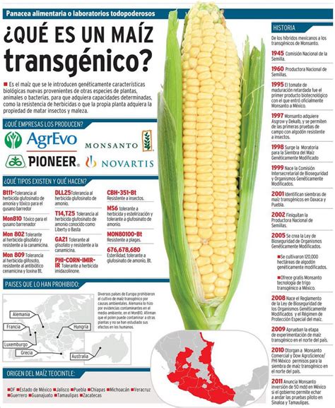 Qué es un maíz transgénico INVDES