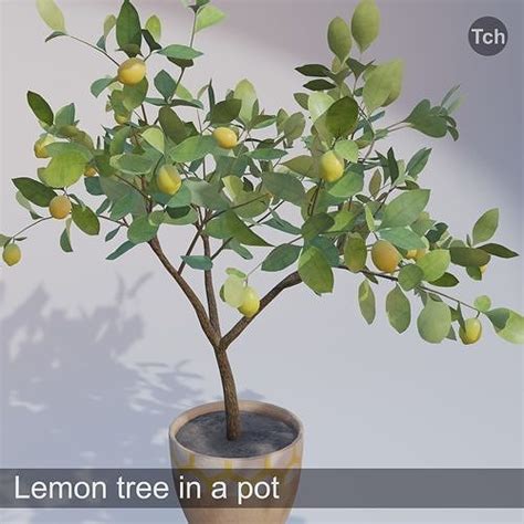 3D model Lemon tree in a pot VR / AR / low-poly | CGTrader
