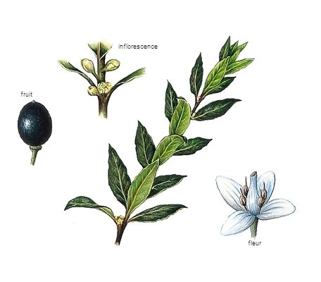 laurier media larousse