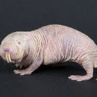 Naked Mole Rat Mbti Infj Atau Infp