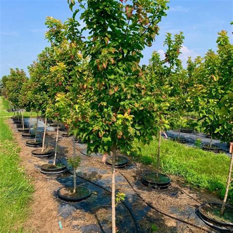 Acer Tataricum Gar Ann Hot Wings Tatarian Maple Maple Hot Wings Tatarian From Kankakee Nursery