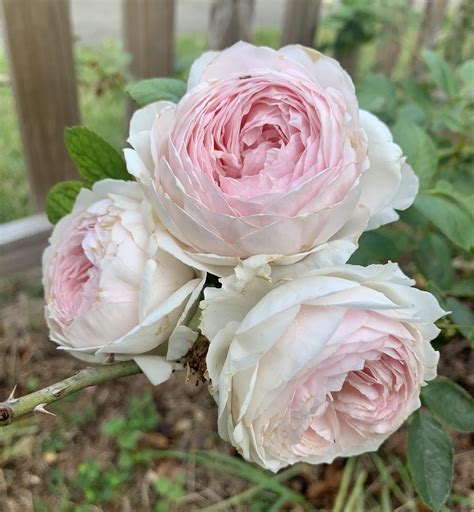 Best Earth Angel Images On Pholder Earth Porn Roses And Album Art Porn