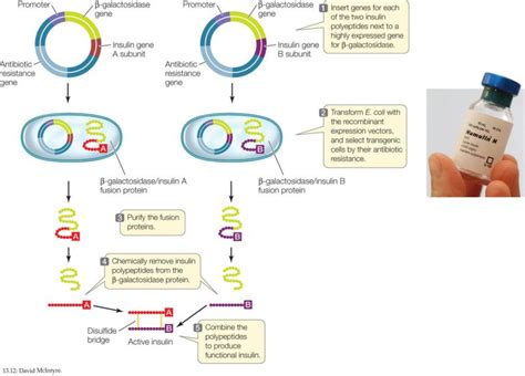 Human insulin production by genetic engineering - Online Biology Notes