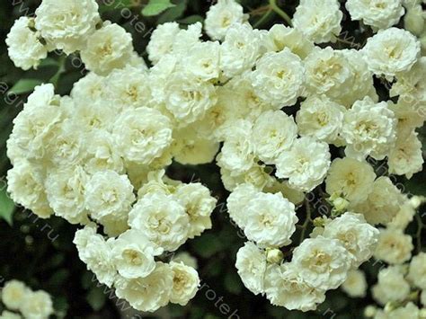 Роза Альба Мейяндекор - Розы Мейян - Розы - Растения - Интернет-магазин ...