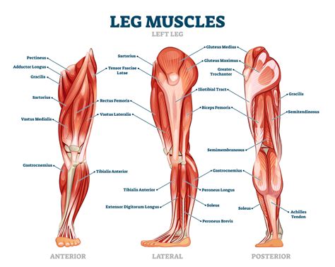 Gluteus Maximus Gait