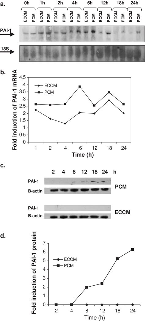 Expression Of Pai 1 In Endothelial Cells Following Exposure To Pcm