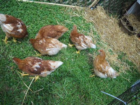 Please Help Me Sex These Week Old Red Sex Links TONS OF PICS BackYard Chickens Learn How
