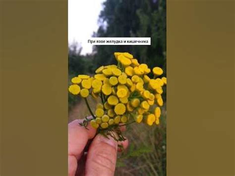 Пижма обыкновенная - от глистов и проблем желчного #травы # ...