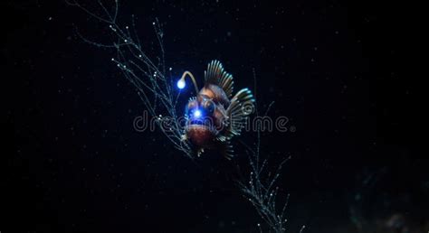 deep sea anglerfish underwater portrait  lure showing