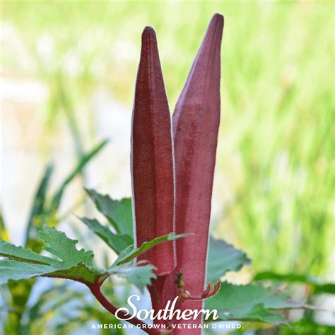 Okra Seeds & More – Heirloom Varieties | Seed Therapy – Southern Seeds