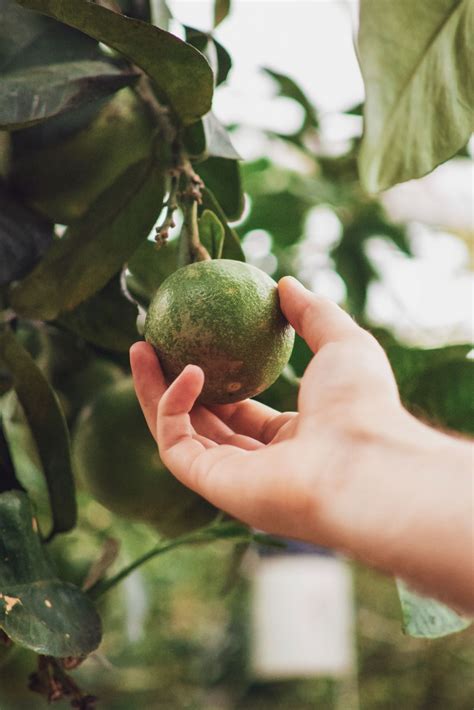 how to pick avocado 10