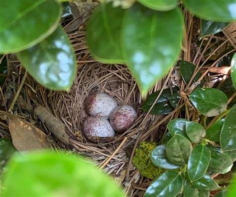 Eastern Towhee eggs in nest - Planters Place