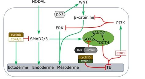 Interaction entre les régulateurs du cycle cellulaire et de la