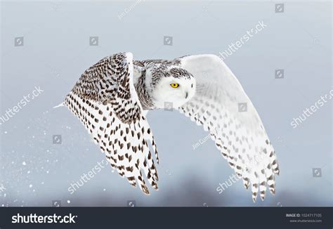 19,032 White owl flying Images, Stock Photos & Vectors | Shutterstock