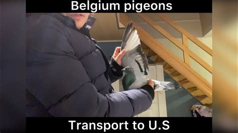 Belgium Pigeons 1 Drapa Kittel X Harry Hooymans And 2 100 Porsche