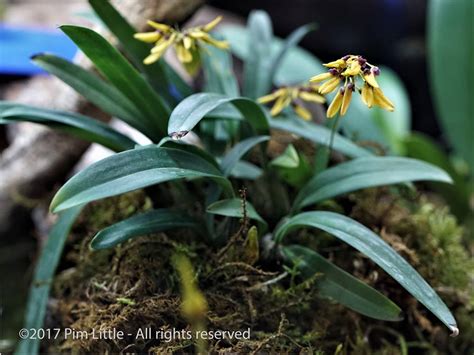 Bulbophyllum Retusiusculum Orchidroots