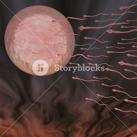 Human Ovum Royalty Free Stock Image Storyblocks