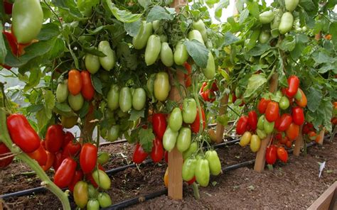 Помидоры Джекпот Описание Сорта Фото Отзывы – Telegraph