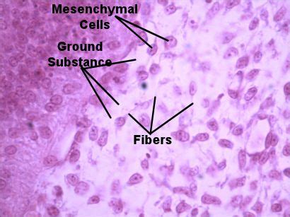 Mesenchyme (Embryological Connective Tissue)