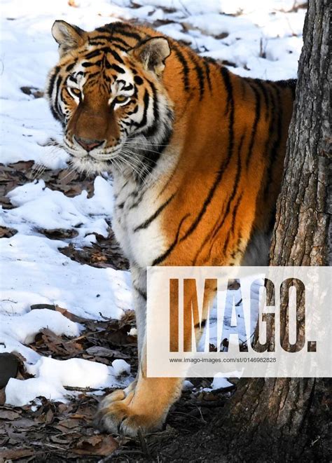 Russia Tigers Safari Park 6737766 08 01 2022 An Amur Tigress Called