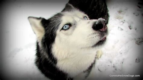 Talking Dog Oakley I Love you and More talking Siberian Husky - YouTube