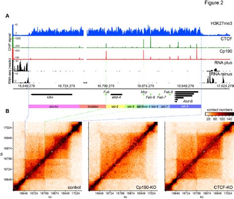 Organization And Chromatin Topology Of The Bithorax Complex A Genomic