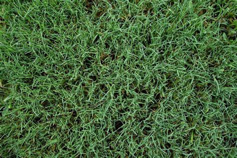 How Long Does It Take Bermuda Grass To Grow Easy Grow Steps