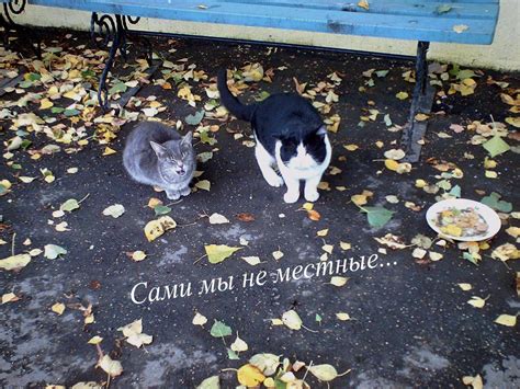 Сами мы не местные... | Елена Меккано Меккано | Flickr