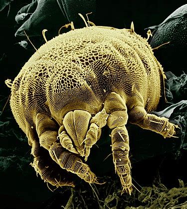 Wikipedia Featured Picture Candidates Yellow Mite Wikipedia