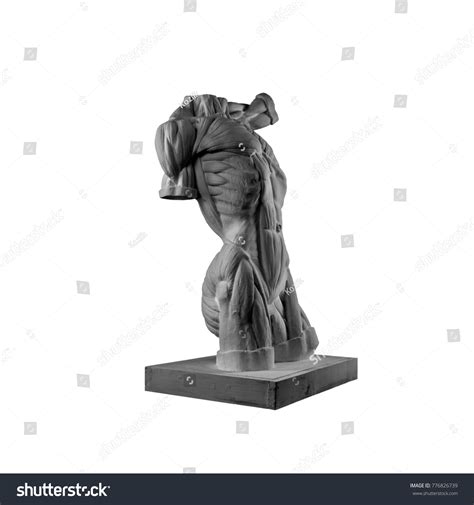 Plaster Statue Naked Man Torso Anatomical Stock Photo Shutterstock