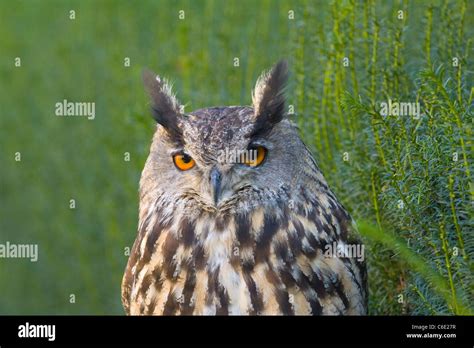 Bubo Bubo Eagle Owl Stock Photo Alamy