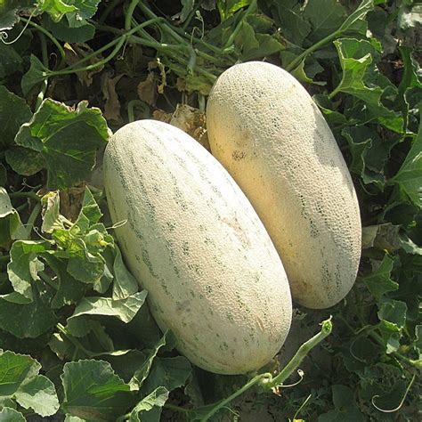 Купить Семена Enza Zaden дыня Торпеда в Алматы – Магазин на Kaspi.kz