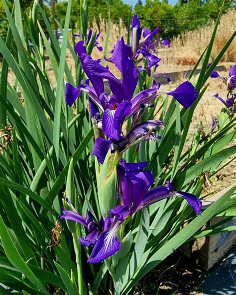 Iris Spuria Ssp Maritima SEEDS OF PEACE