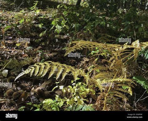 Forest Of Hinojosa De San Vicente Toledo El Pielago Stock Photo Alamy