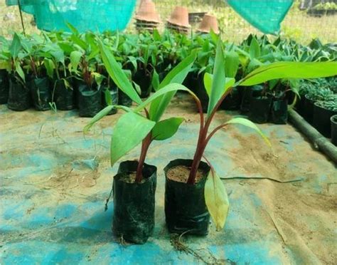 Red Banana Plant at Rs 50/plant | Nayapalli | Bhubaneswar | ID: 2852953156748