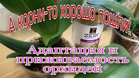 Орхидеи Обзор посадок с добавкой Zion - YouTube