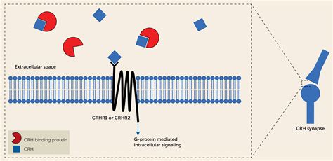 Corticotropin Releasing Hormone Binding Protein Stress