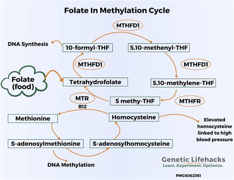 MTHFR Mutation: What is it? How to check your raw data.